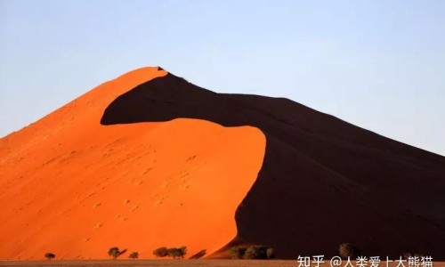 乌龟身上有白色斑点-乌龟身上痘痘网-分享乌龟身上有白色斑点，乌龟身上有白色疙瘩知识库